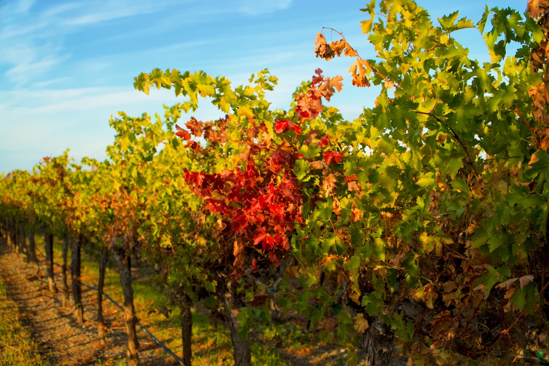 Wine & Spirits Festival 2025